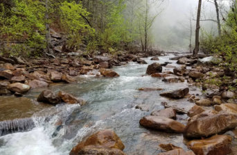 Stream flowing through Troy Arboretum.