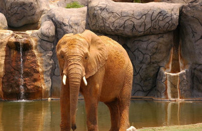 Elephant at the Montfomery Zoo.